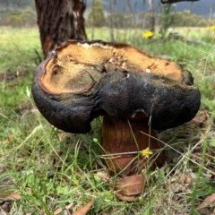 Phlebopus marginatus (Giant Bolete) at Namadgi National Park - 7 Jan 2024 by Pirom