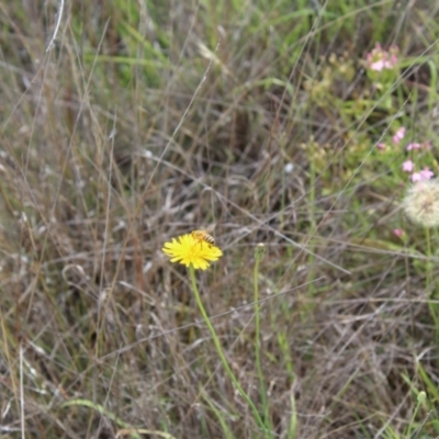 Apis mellifera (European honey bee) at Lawson, ACT - 6 Jan 2024 by maura