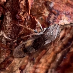 Stenocotis depressa at Russell, ACT - 9 Jan 2024