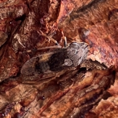 Stenocotis depressa at Russell, ACT - 9 Jan 2024