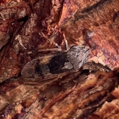 Stenocotis depressa at Russell, ACT - 9 Jan 2024