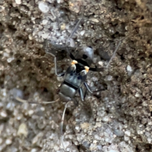 Lygaeidae (family) at Garran, ACT - 9 Jan 2024