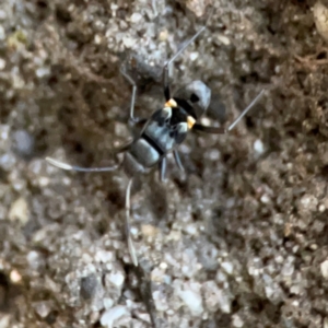 Lygaeidae (family) at Garran, ACT - 9 Jan 2024 08:02 PM