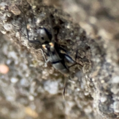 Lygaeidae (family) at Garran, ACT - 9 Jan 2024