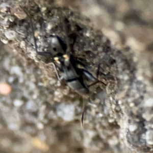 Lygaeidae (family) at Garran, ACT - 9 Jan 2024 08:02 PM