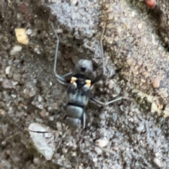 Lygaeidae (family) at Garran, ACT - 9 Jan 2024