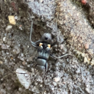 Lygaeidae (family) at Garran, ACT - 9 Jan 2024 08:02 PM