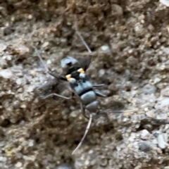 Lygaeidae (family) at Garran, ACT - 9 Jan 2024