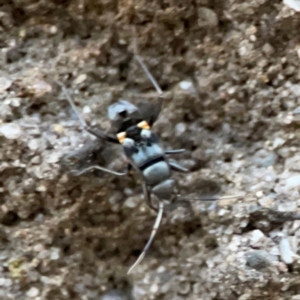 Lygaeidae (family) at Garran, ACT - 9 Jan 2024