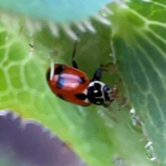 Hippodamia variegata at Garran, ACT - 9 Jan 2024