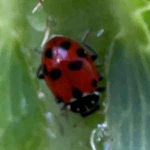 Hippodamia variegata at Garran, ACT - 9 Jan 2024