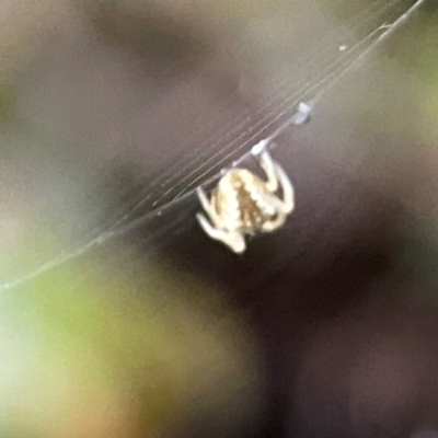 Salsa fuliginata (Sooty Orb-weaver) at Garran, ACT - 9 Jan 2024 by Hejor1