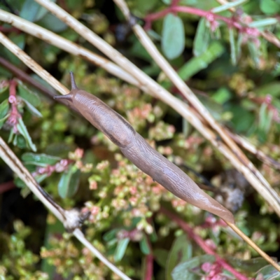 Ambigolimax nyctelia (Striped Field Slug) at Garran, ACT - 9 Jan 2024 by Hejor1