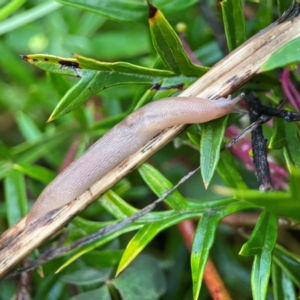 Ambigolimax nyctelia at Garran, ACT - 9 Jan 2024