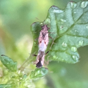 Nysius sp. (genus) at Garran, ACT - 9 Jan 2024