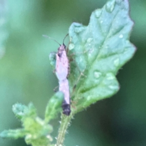 Nysius sp. (genus) at Garran, ACT - 9 Jan 2024