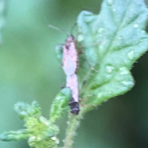 Nysius sp. (genus) at Garran, ACT - 9 Jan 2024