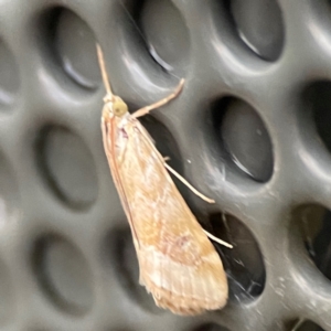 Hellula hydralis at Garran, ACT - 9 Jan 2024