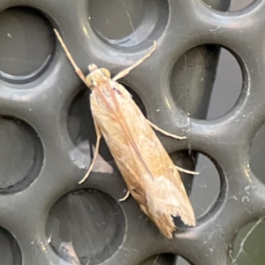 Hellula hydralis at Garran, ACT - 9 Jan 2024 08:14 PM