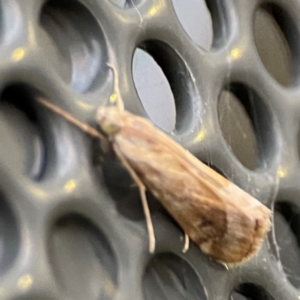 Hellula hydralis at Garran, ACT - 9 Jan 2024 08:14 PM