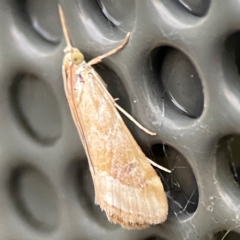 Hellula hydralis at Garran, ACT - 9 Jan 2024 08:14 PM