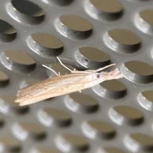 Culladia cuneiferellus at Garran, ACT - 9 Jan 2024