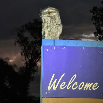 Podargus strigoides (Tawny Frogmouth) at Ainslie, ACT - 1 Jan 2023 by Pirom