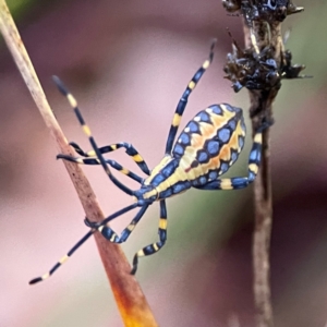 Amorbus atomarius at Garran, ACT - 9 Jan 2024