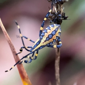 Amorbus atomarius at Garran, ACT - 9 Jan 2024