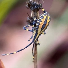 Amorbus atomarius at Garran, ACT - 9 Jan 2024