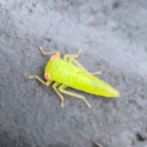 Cicadellidae (family) at Garran, ACT - 9 Jan 2024 08:17 PM