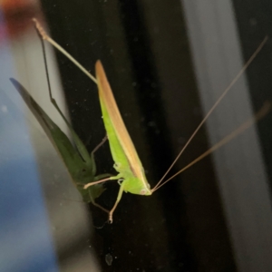 Conocephalus semivittatus at Garran, ACT - 9 Jan 2024