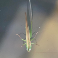 Conocephalus semivittatus at Garran, ACT - 9 Jan 2024