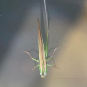 Conocephalus semivittatus at Garran, ACT - 9 Jan 2024