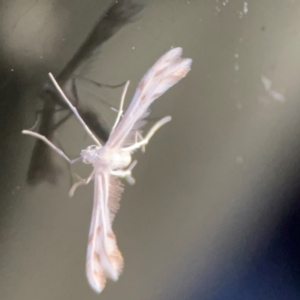 Wheeleria spilodactylus at Garran, ACT - 9 Jan 2024 08:19 PM