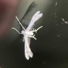 Wheeleria spilodactylus at Garran, ACT - 9 Jan 2024