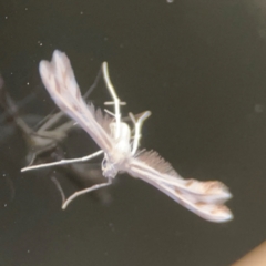 Wheeleria spilodactylus at Garran, ACT - 9 Jan 2024 08:19 PM