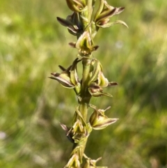 Prasophyllum sp. (A Leek Orchid) at Kosciuszko National Park - 25 Jan 2023 by NedJohnston
