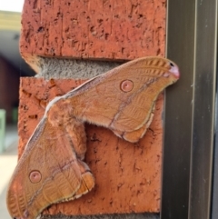 Unidentified Emperor moth (Saturniidae) at Eden, NSW - 9 Jan 2024 by RebeccaMcCrory