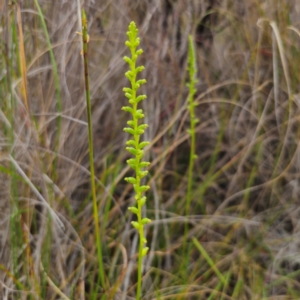 Microtis parviflora at QPRC LGA - 9 Jan 2024