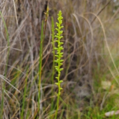 Microtis parviflora at QPRC LGA - 9 Jan 2024