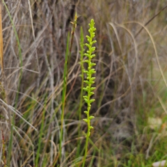 Microtis parviflora at QPRC LGA - 9 Jan 2024