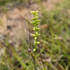 Microtis parviflora (Slender Onion Orchid) at QPRC LGA - 9 Jan 2024 by Csteele4