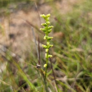 Microtis parviflora at QPRC LGA - 9 Jan 2024