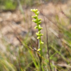 Microtis parviflora at QPRC LGA - 9 Jan 2024