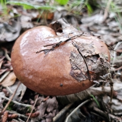 Suillus luteus (Slippery Jack) at Captains Flat, NSW - 9 Jan 2024 by Csteele4