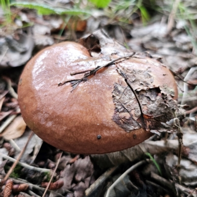 Suillus luteus (Slippery Jack) at QPRC LGA - 9 Jan 2024 by Csteele4