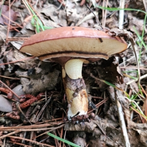 Suillus luteus at QPRC LGA - 9 Jan 2024