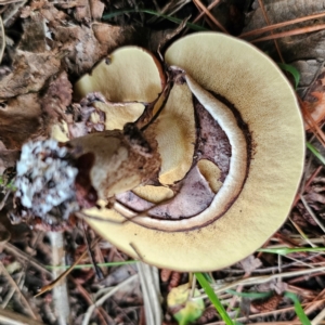 Suillus luteus at QPRC LGA - 9 Jan 2024