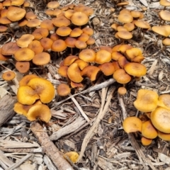 zz agaric (stem; gills not white/cream) at Kambah, ACT - 9 Jan 2024 by Vee